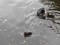 2014-0511-1400_Coots_13C
